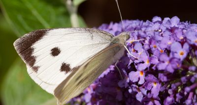 British butterfly numbers fall to lowest for 11 years